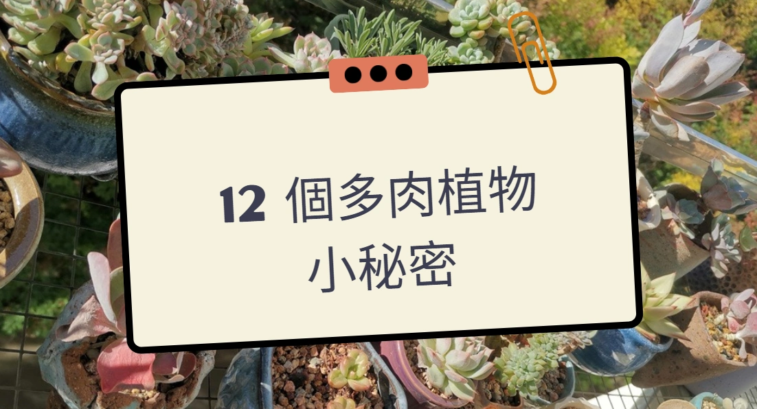 12個多肉植物小秘密