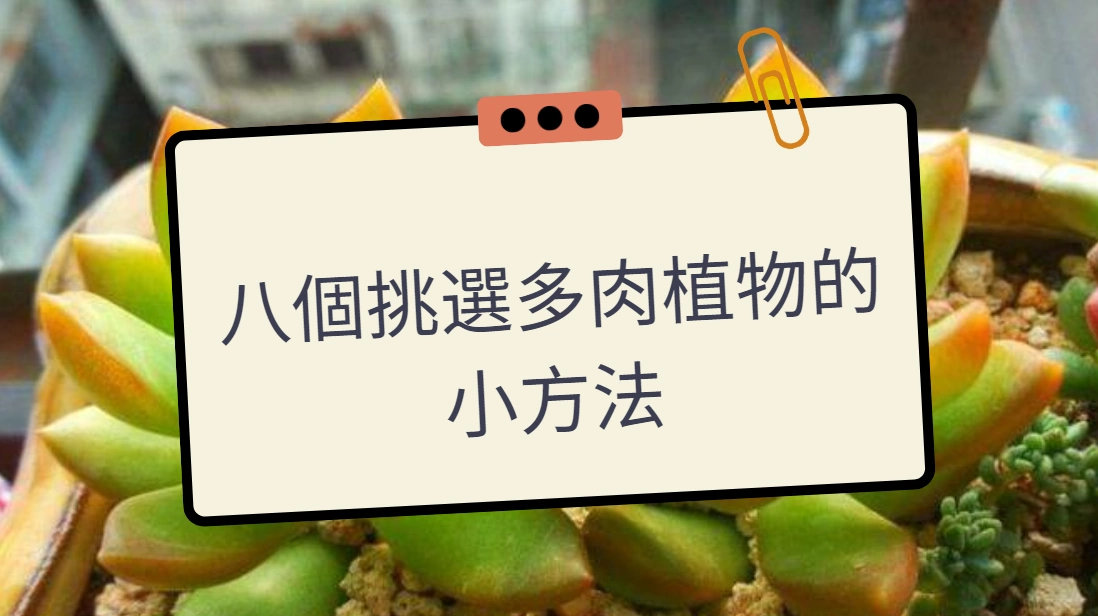 八個挑選多肉植物的小方法