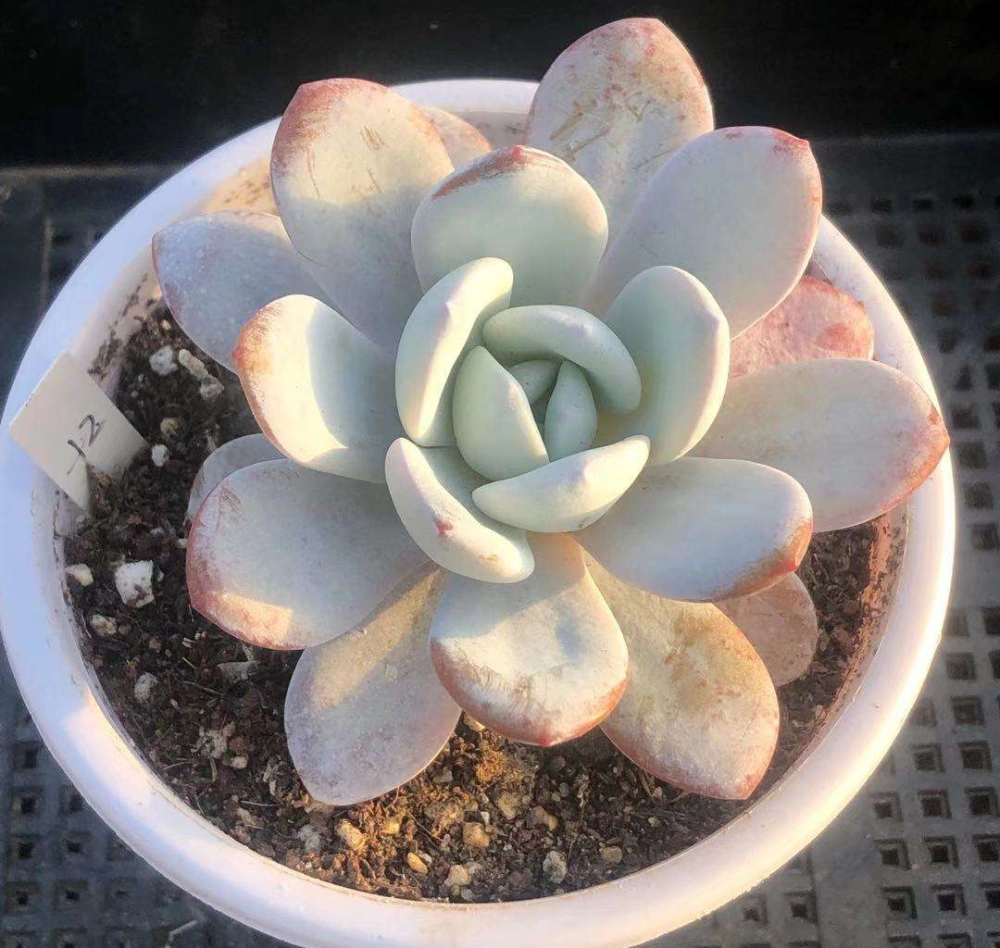 多肉植物雪蓮