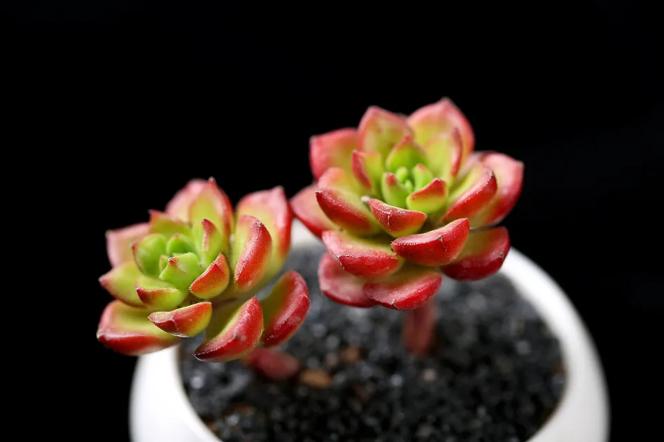 100種多肉植物花語
