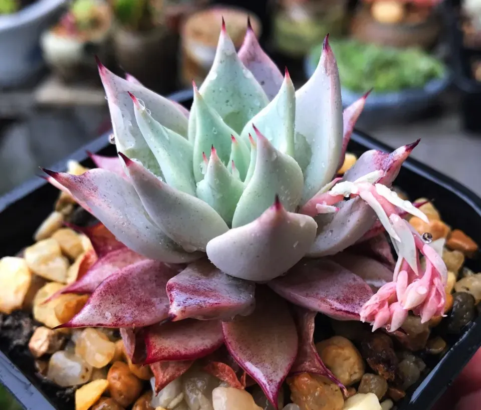 100種多肉植物花語