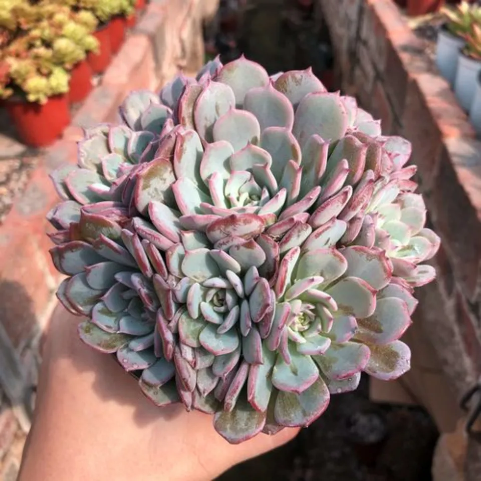 100種多肉植物花語