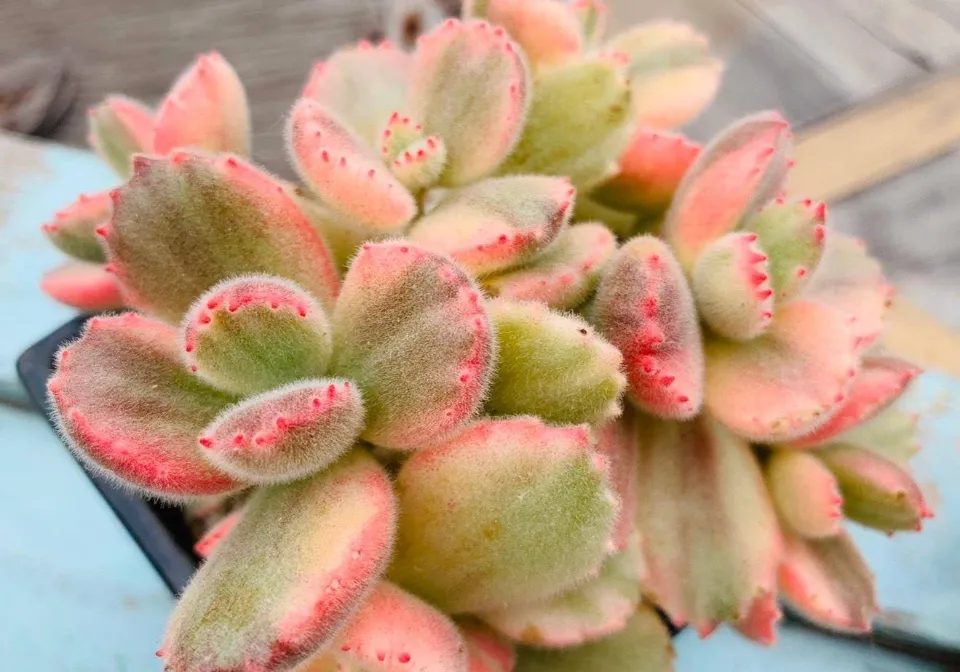 100種多肉植物花語