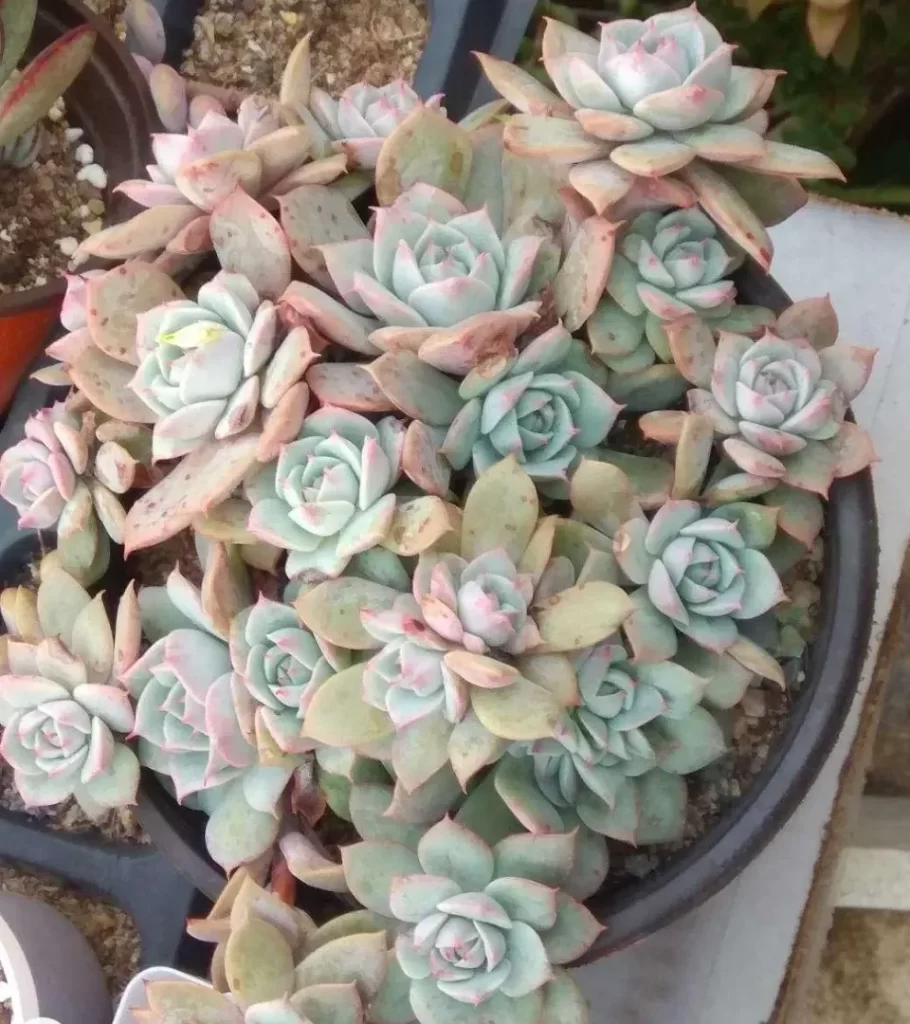 100種多肉植物花語