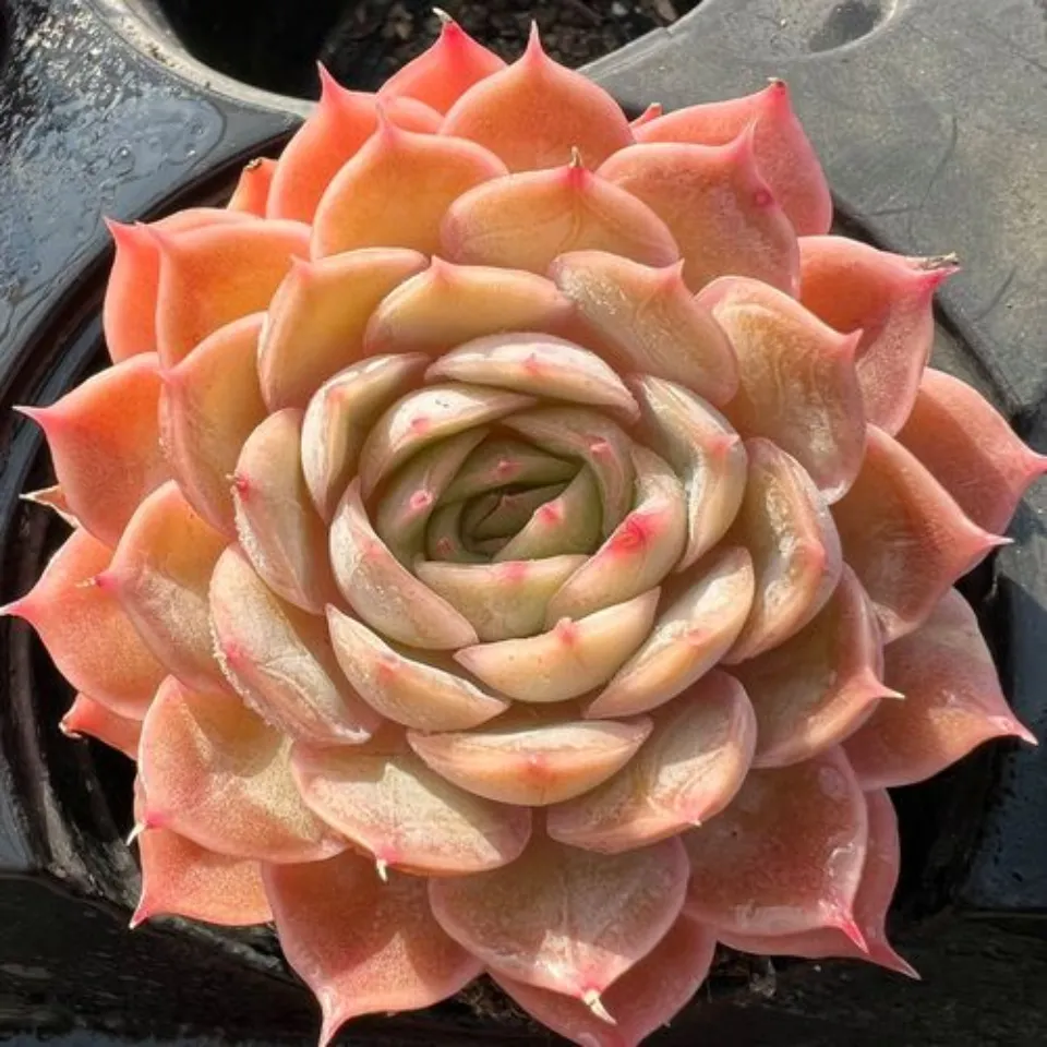 100種多肉植物花語