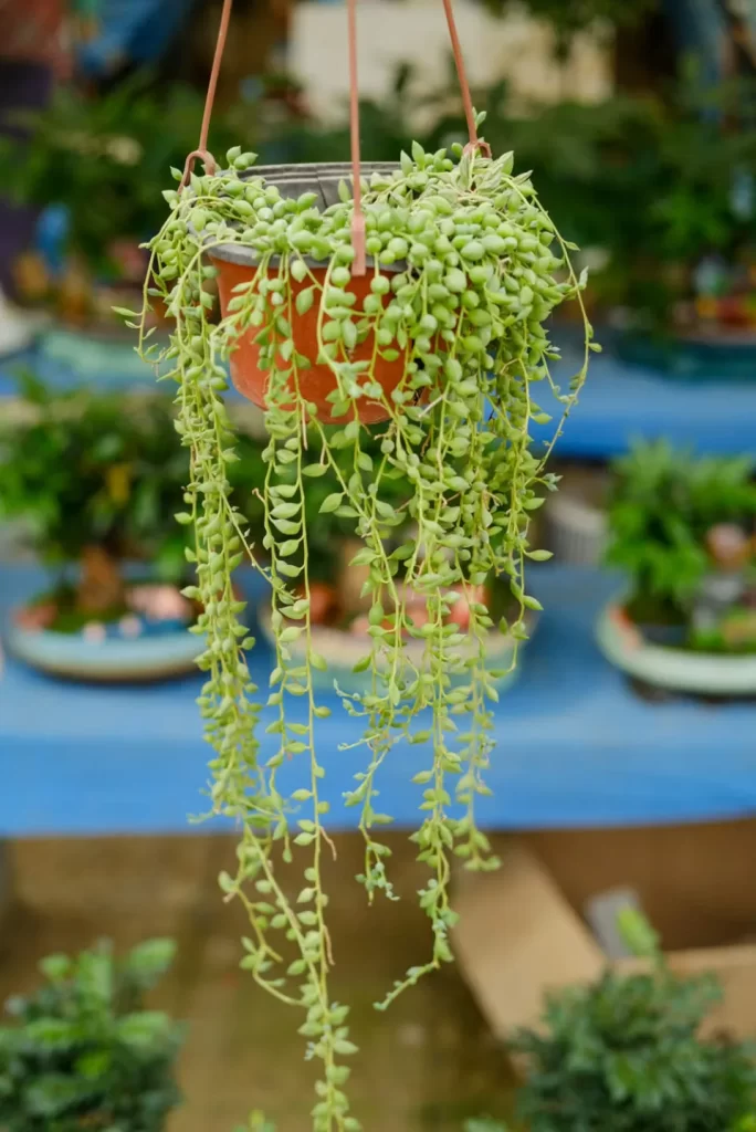 100種多肉植物花語