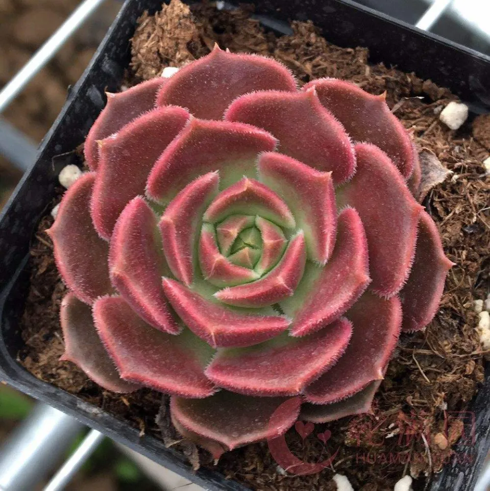 100種多肉植物花語