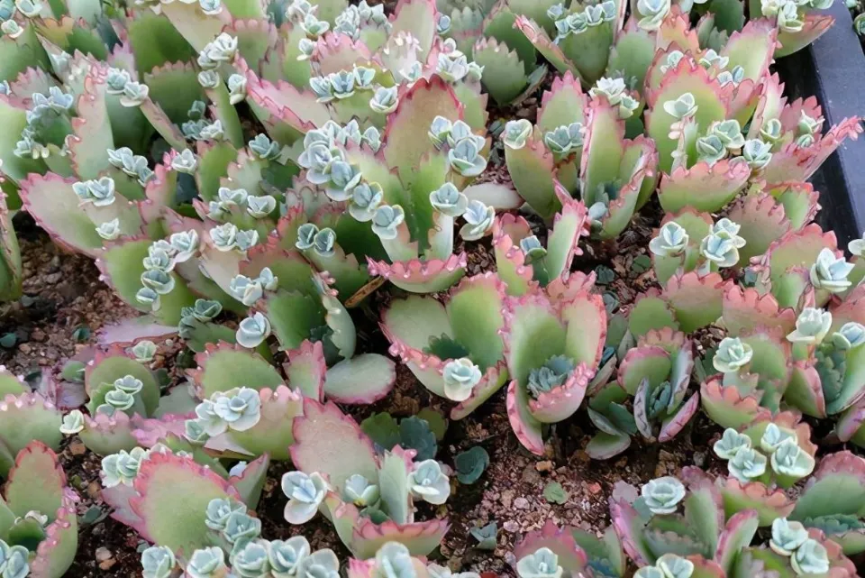 100種多肉植物花語