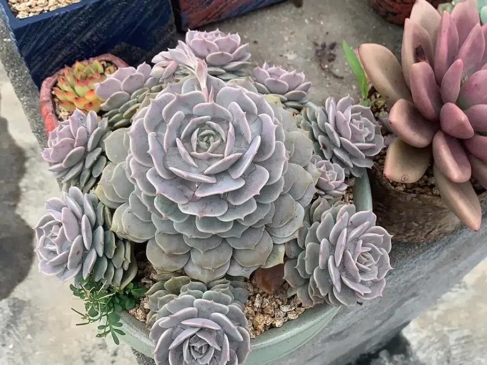 100種多肉植物花語