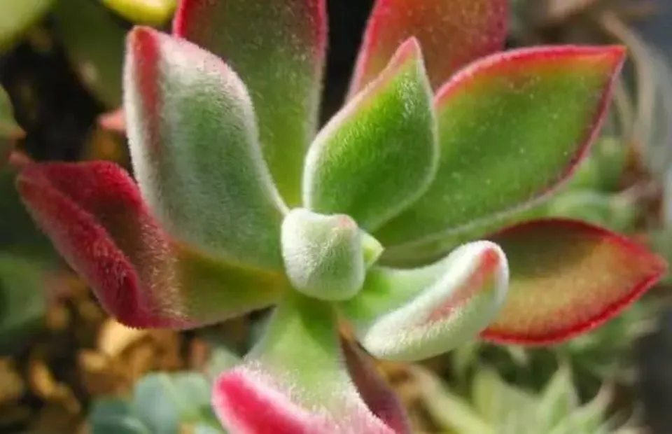 100種多肉植物花語