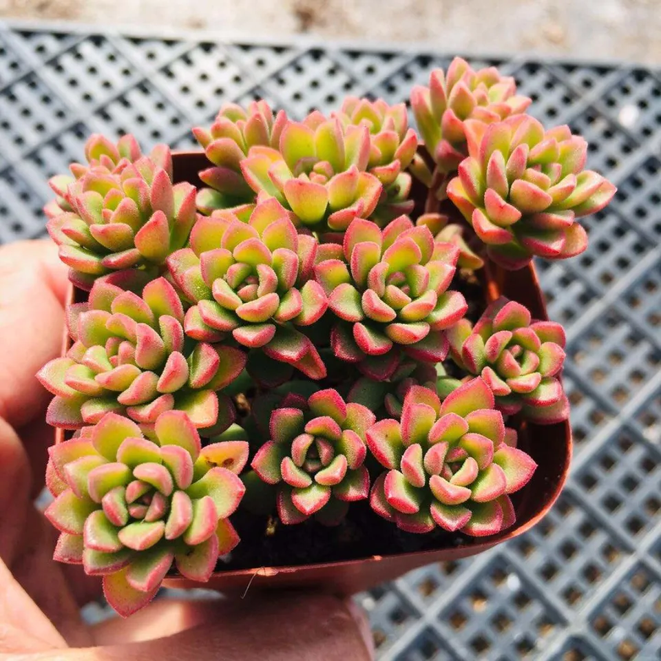 100種多肉植物花語