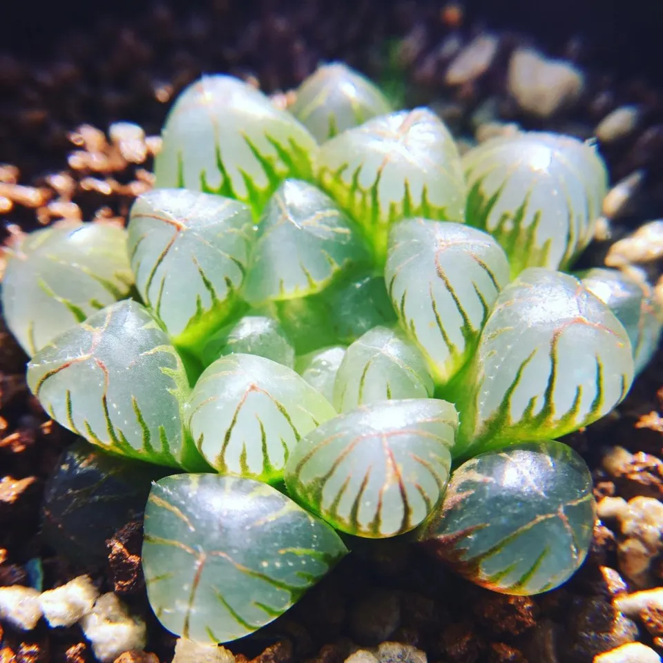 100種多肉植物花語