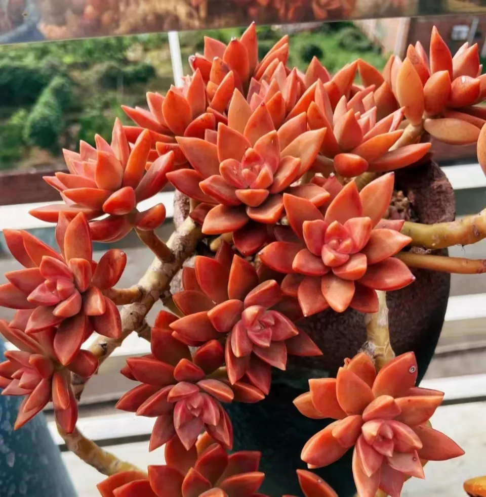 100種多肉植物花語
