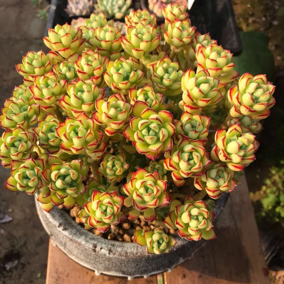 100種多肉植物花語
