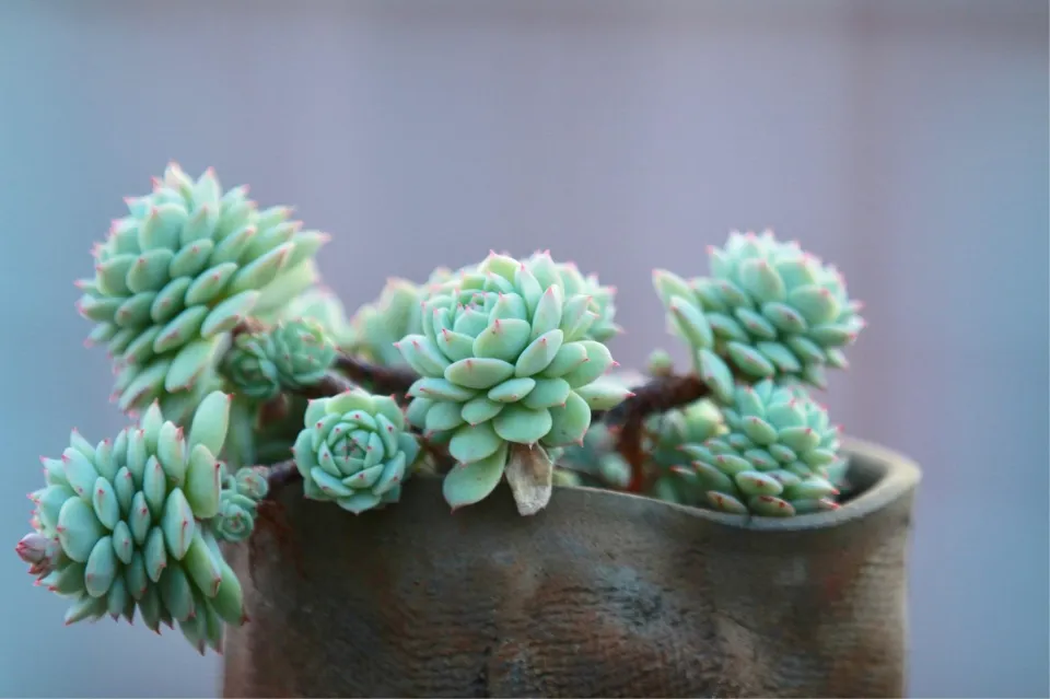 100種多肉植物花語
