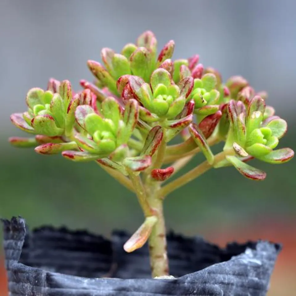 100種多肉植物花語