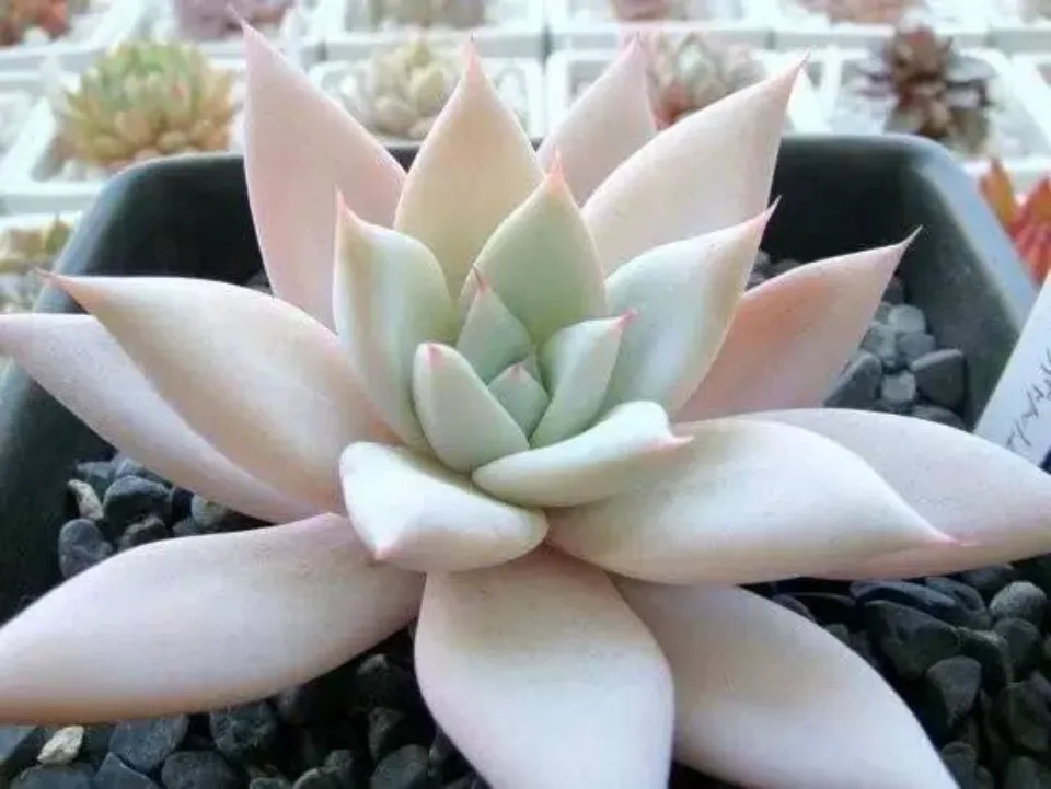 100種多肉植物花語