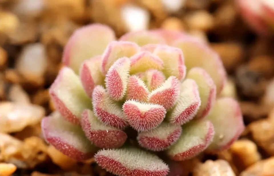 100種多肉植物花語