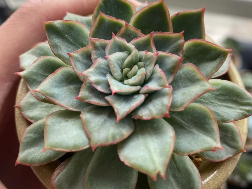 100種多肉植物花語