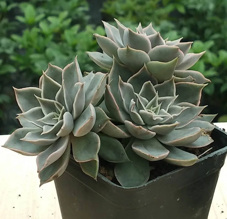 100種多肉植物花語