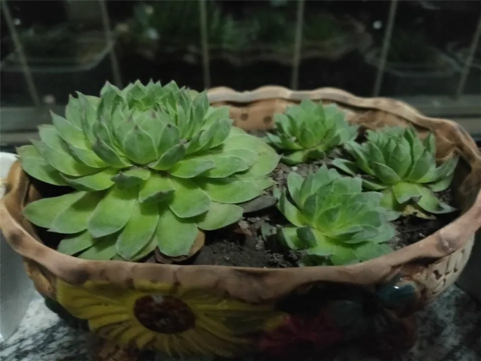 佛座蓮介紹和照顧技巧