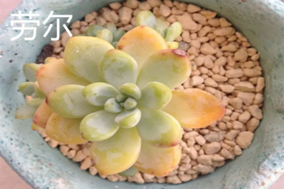 凝脂蓮介紹和照顧技巧