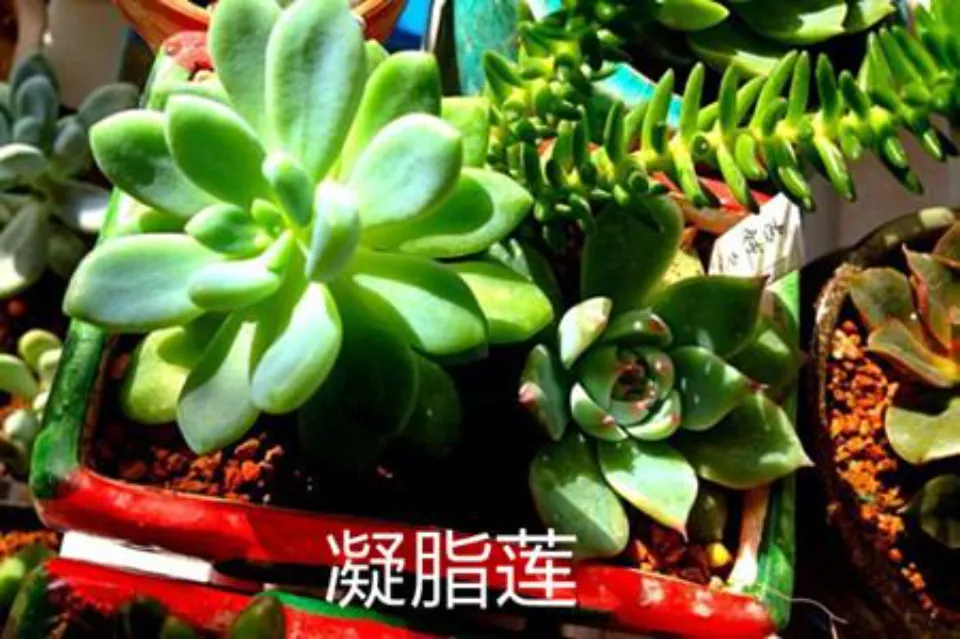 凝脂蓮介紹和照顧技巧