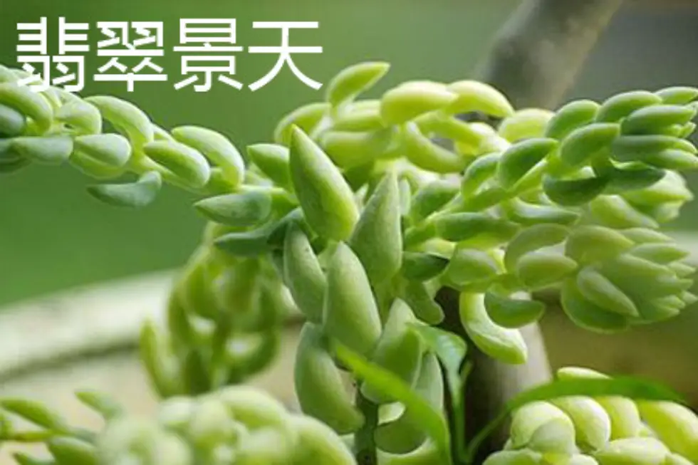 千佛手