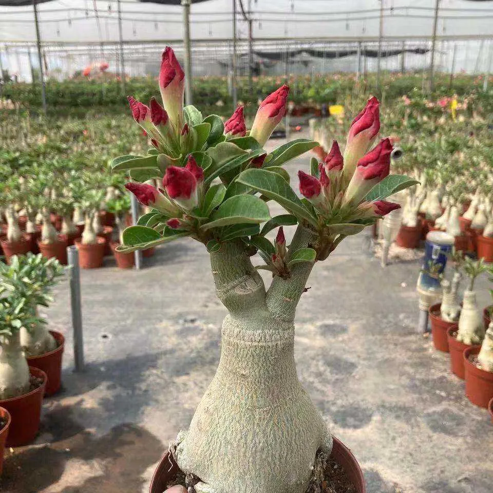 多肉植物對猫和狗有毒嗎？