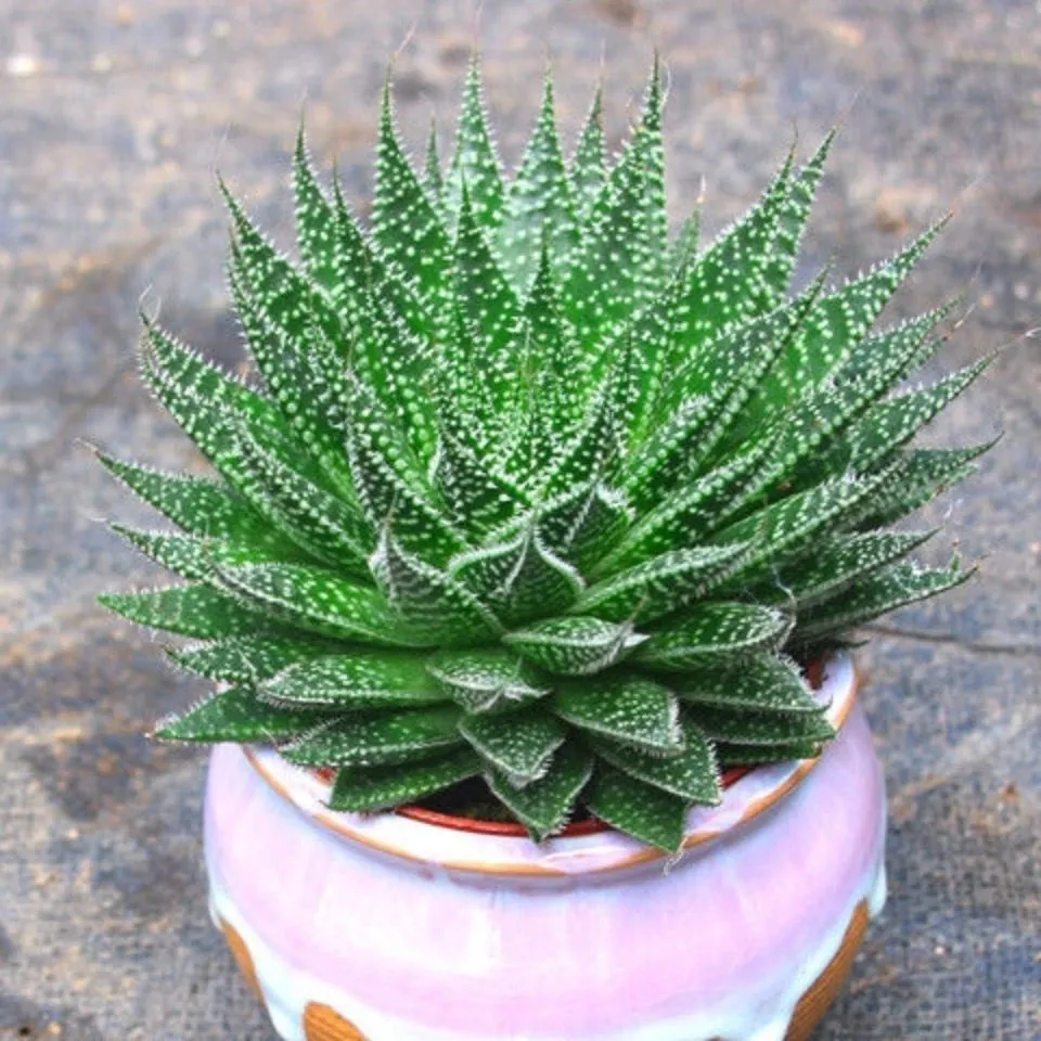多肉植物對猫和狗有毒嗎？