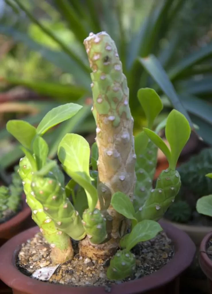 多肉植物對猫和狗有毒嗎？