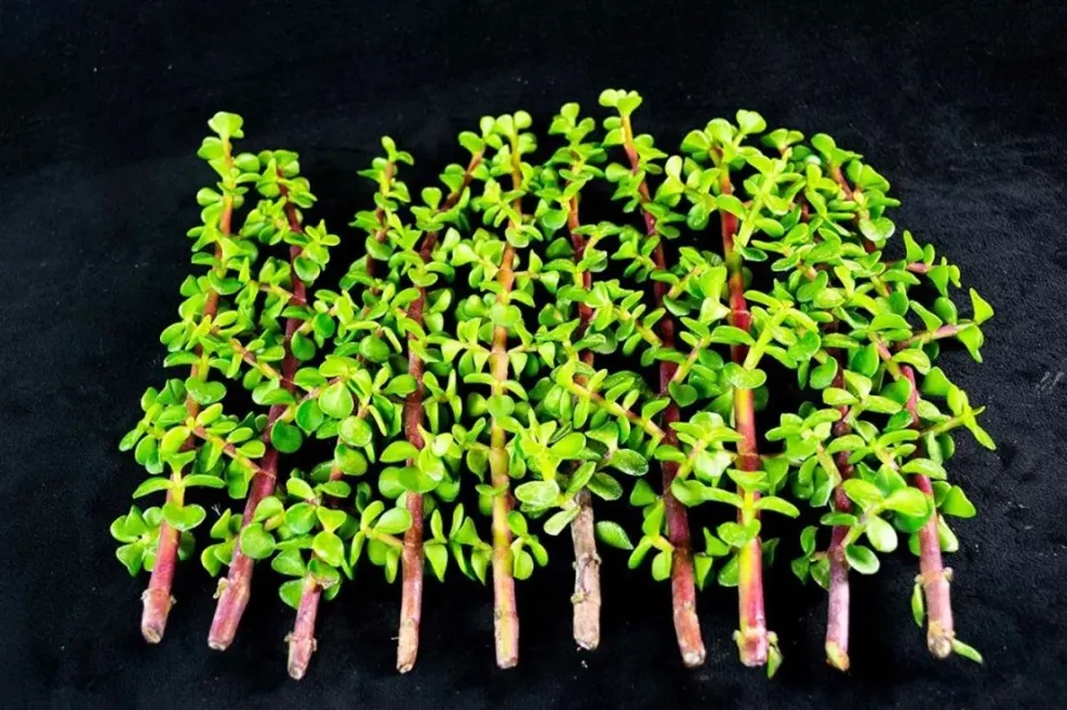 多肉植物對猫和狗有毒嗎？