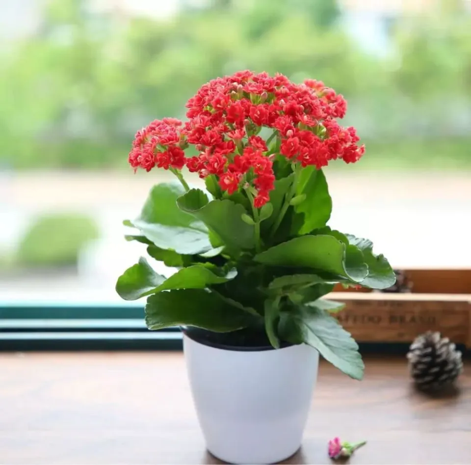 多肉植物對猫和狗有毒嗎？
