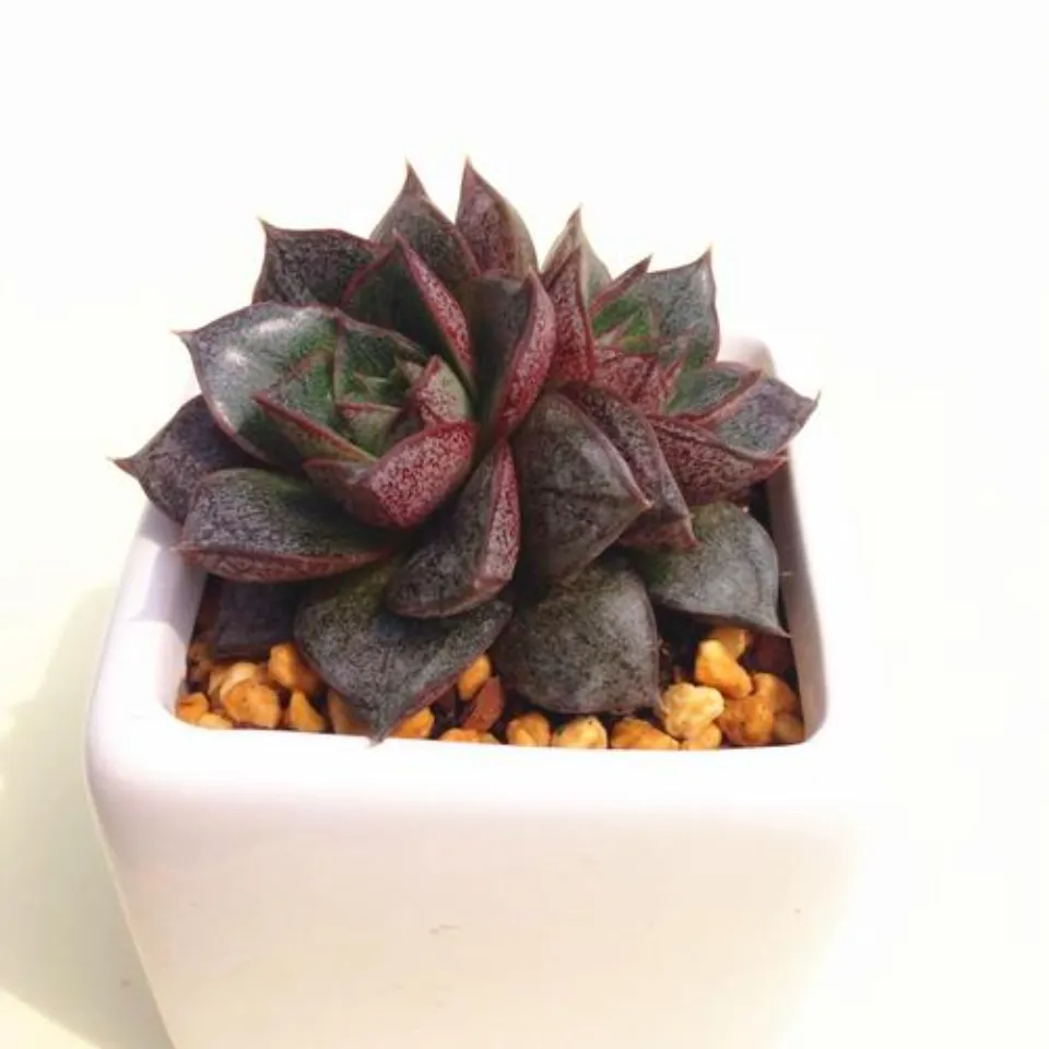 大和錦介紹和照顧技巧