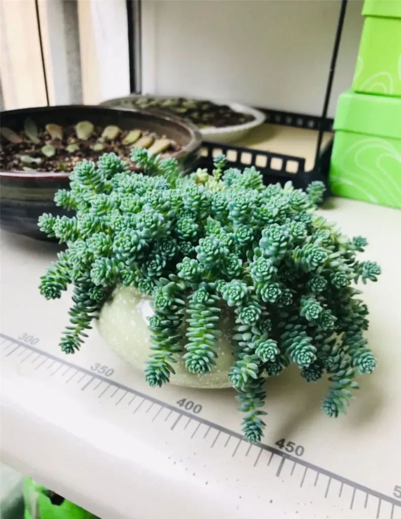 姬星美人介紹和照顧方法
