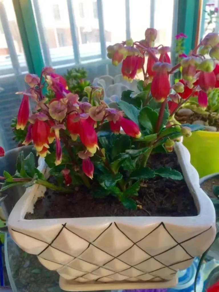 宮燈長壽花介紹和照顧技巧