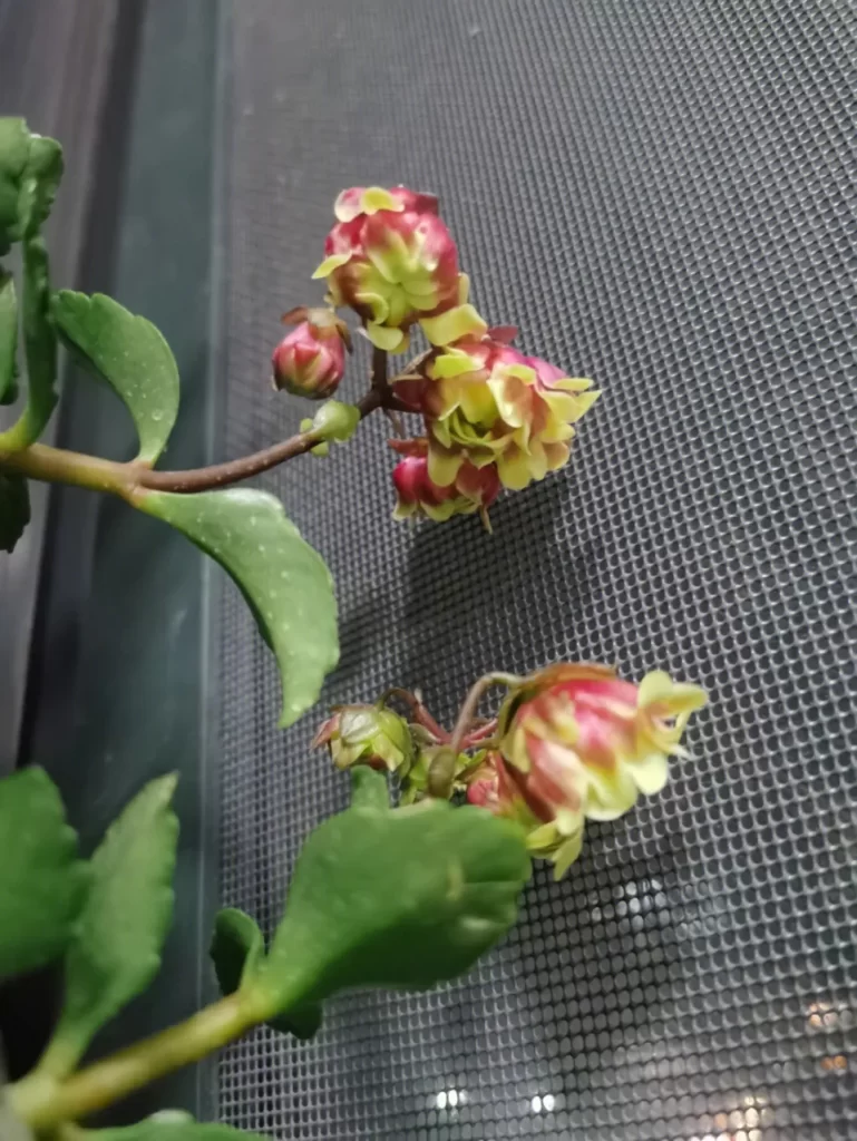 宮燈長壽花介紹和照顧技巧
