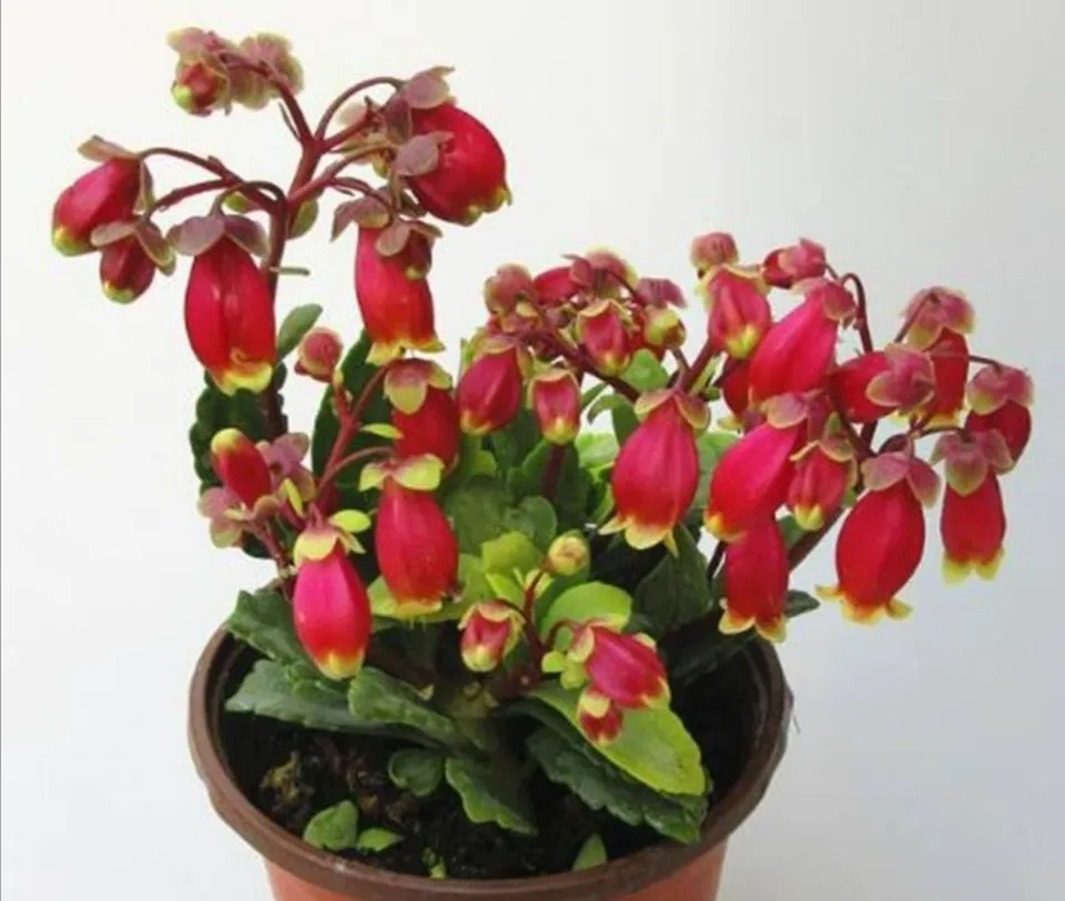 宮燈長壽花介紹和照顧技巧