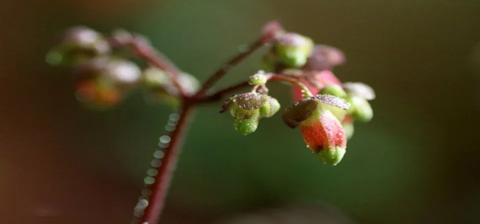 宮燈長壽花介紹和照顧技巧