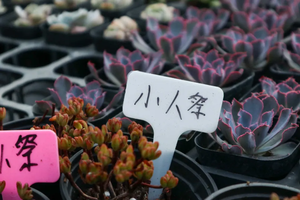小人祭介紹和照顧方法