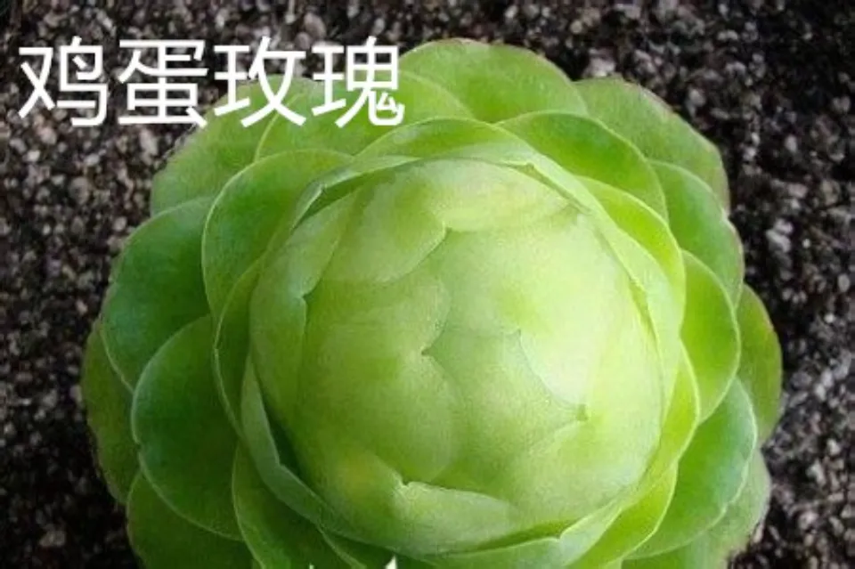 山地玫瑰介紹和照顧技巧
