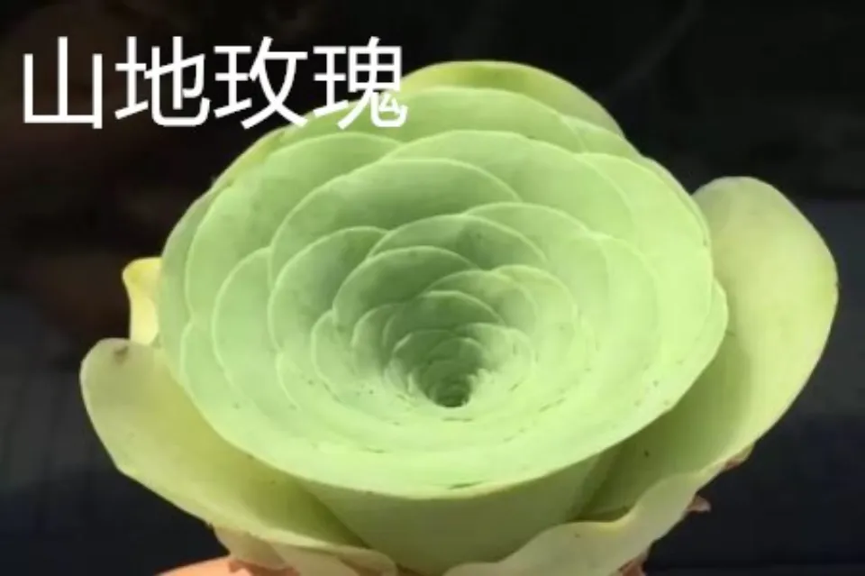 山地玫瑰介紹和照顧技巧
