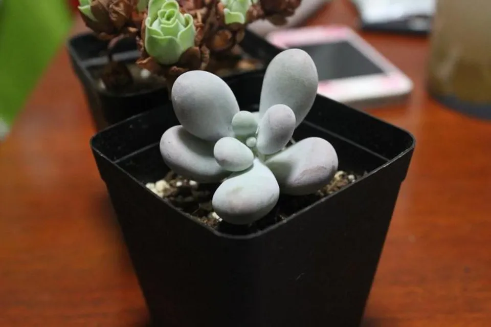 星美人介紹和照顧技巧