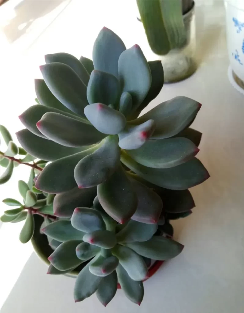 星美人介紹和照顧技巧