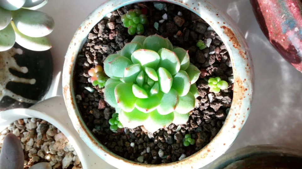 月影系