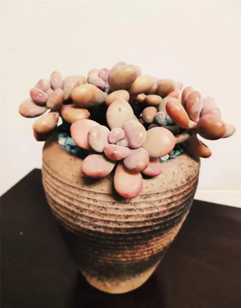 桃之卵介紹和照顧技巧