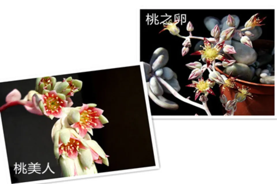 桃之卵介紹和照顧技巧