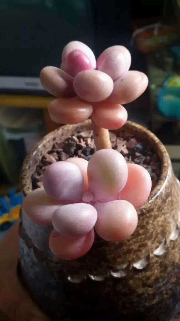 桃之卵介紹和照顧技巧