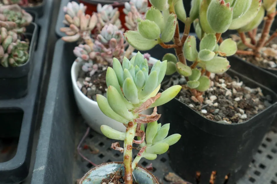 熊童子介紹和照顧技巧