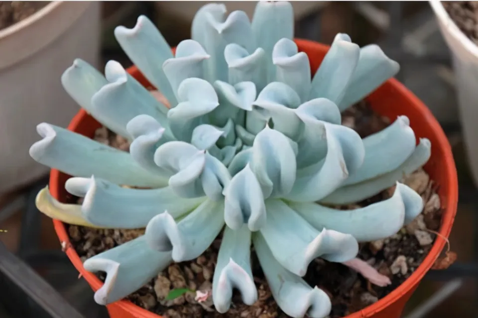 特玉蓮介紹和照顧技巧